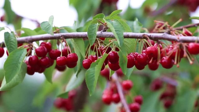 Ripe cherries on branch in the wind
