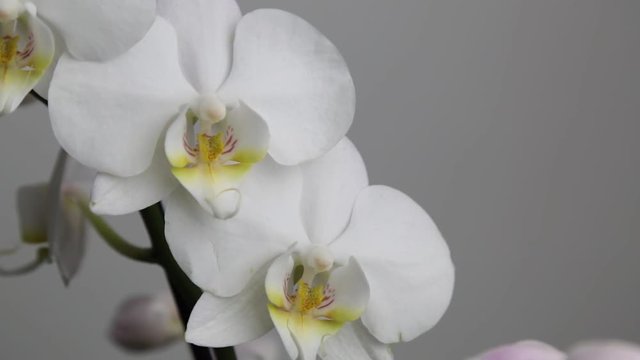 Orchid 9
