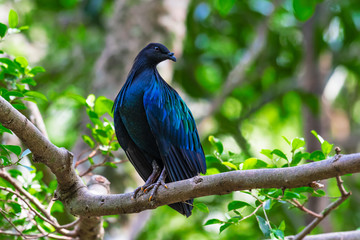 Nicobar Pigeon