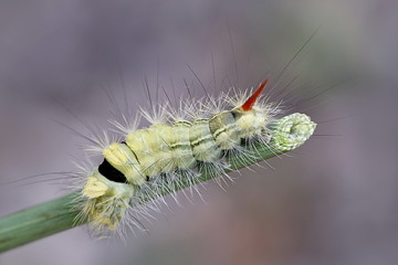 Pale tussock moth caterpillar, Calliteara pudibunda