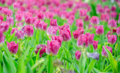 Tulip flower in the garden.