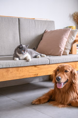 Obraz premium British short hair cat and golden retriever