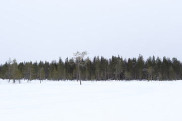 雪景色　フィンランド　ロバニエミ