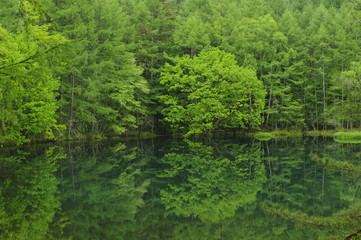 The forest is reflected on the surface like a mirror B