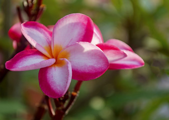 Plumeria