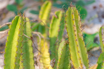 Blooming cactus with cobwebs by the sandy beach