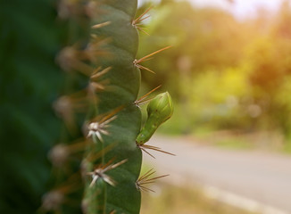 Cactus flower