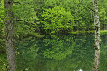 The forest is reflected on the surface like a mirror A