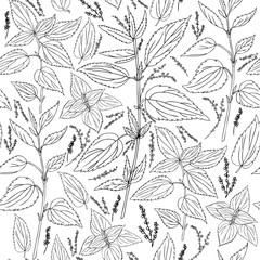 Seamless floral pattern, Nettle wild field flower isolated on white background, hand drawn ink sketch vector, line art illustration Urtica dioica for design package tea, cosmetics, natural medicine
