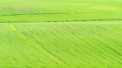 Obraz premium Grasslands backdrop