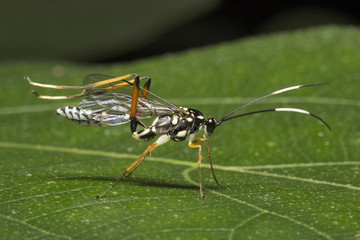 Wasps, Aarey milk colony Mumbai