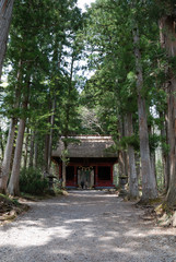 Fototapeta na wymiar the approach to the Togakushi shrine / 戸隠神社の杉並木～参道