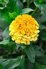 Garden flower zinnia yellow on a summer day close-up. Garden flowers.
