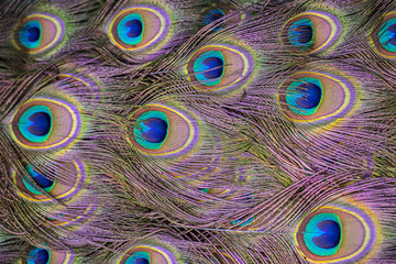 Fototapeta premium background from peacock feathers close up