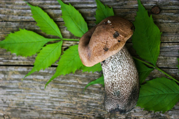 Mushroom on a wooden background.Leccinum scabrum.