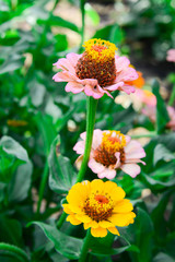 Garden flowers of zinnia pink and yellow on a summer day. Garden flowers.