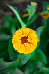 Garden flower zinnia yellow on a summer day close-up. Garden flowers.