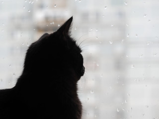 Black cat watching the raindrops on the glass