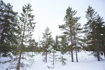 雪景色　フィンランド　ロバニエミ