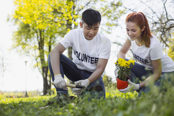 Volunteer with gardening. Appealing two volunteers planting flower and looking down