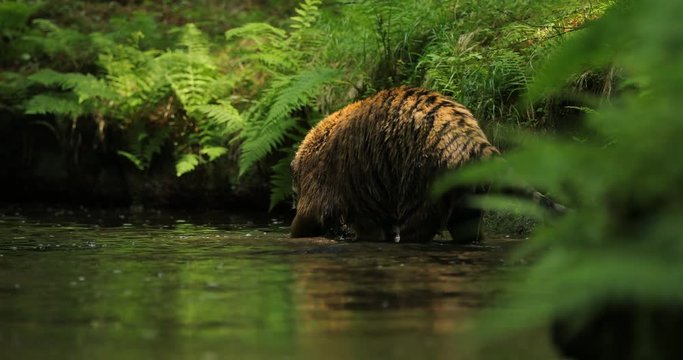 Amur tiger in the river water. Dangerous animal, taiga, Russia. Big animal in green forest. Siberian wild cat walking in nature habitat.