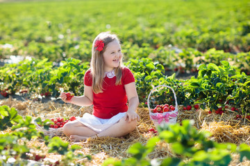 Kids pick strawberry on berry field in summer