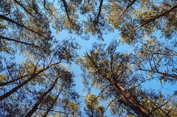 Pine tree forest in Masovian Voivodeship of Poland