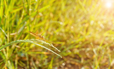 dragonfly sit on green grass leaf.vintage background