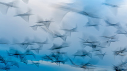 Abstract photo from flying seagulls, long exposure picture