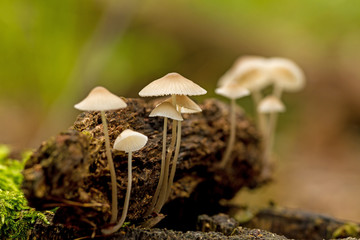 Nice close up picture from a small mushrooms