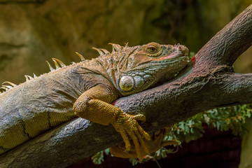 Large iguana on the tree