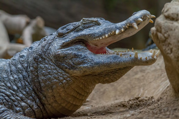 Crocodile portrait