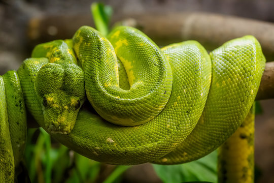 Green snake on the branch