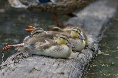 A Bunch Of Cute Baby Ducks On A Log Stock Photo And Royalty Free