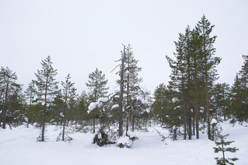 雪景色　フィンランド　ロバニエミ