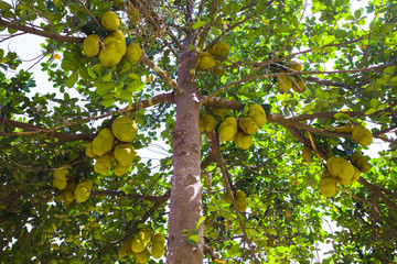 jackfruit on the trees in the jungles of India