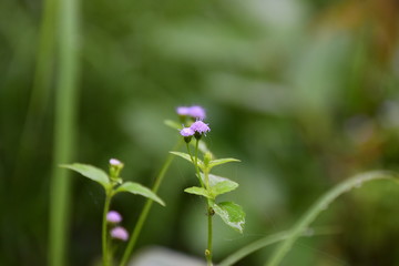 Purple flower with blurry background 