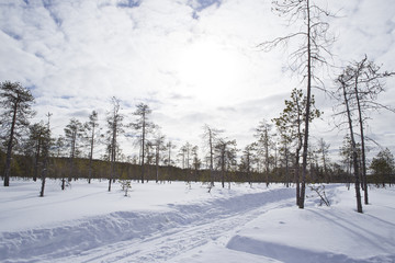 雪景色　フィンランド　ロバニエミ