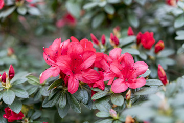 Brightly red azalea flowers close-up. Large red camellia flowers close-up