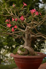 flora boat palm trees nature tree sky blue garden coast sand shore fruit Bush sail air rest relax port river