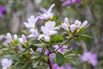 Blossoming azalea flowers, with delicate purple flowers