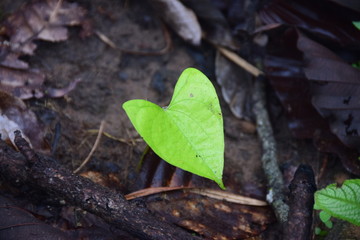 Green leaf growing up on ground 