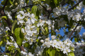 blooming Apple trees in the garden