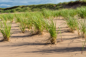 Marram grass growing along the shores of Prince Edward Island, Canada.
