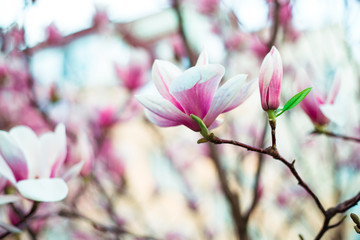 Obraz premium Magnolia flowers blossomed in the garden. The beginning of spring. Nature and plants. Botany