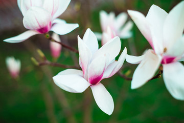 Magnolia flowers blossomed in the garden. The beginning of spring. Nature and plants. Botany