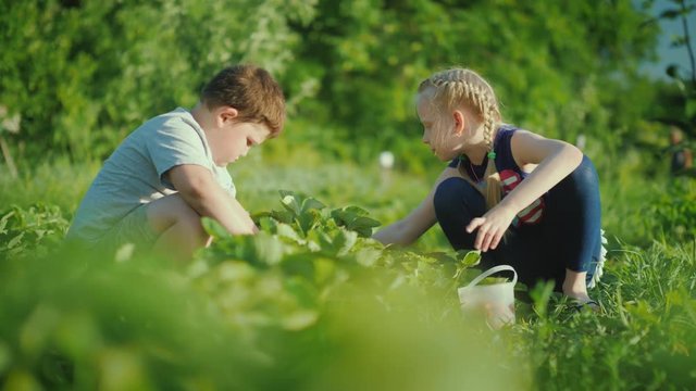 Carefree girl and boy pick strawberries on the vegetable garden on a clear summer day. Happy childhood and ecologically pure products with a farm concept
