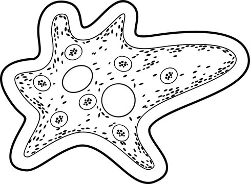 Coloring page. Amoeba proteus with nucleus, contractile vacuole and other organelles