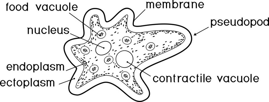 Coloring page. Amoeba proteus with nucleus, contractile vacuole, other organelles and titles