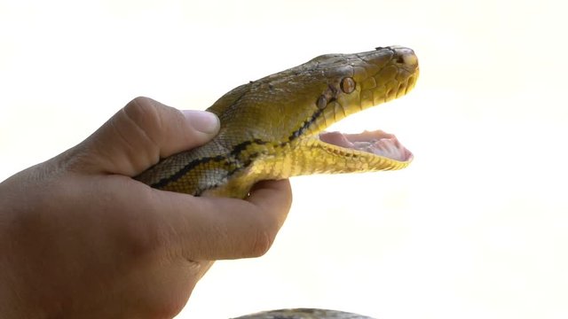 python (Morelia viridis). closeup of the eye